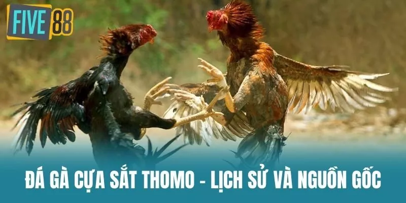 Đá Gà Cựa Sắt Thomo – Lịch Sử và Nguồn Gốc