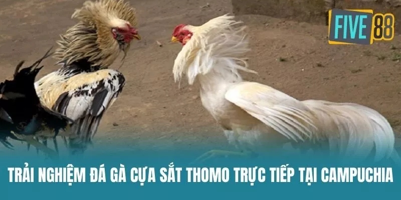 Trải Nghiệm Đá Gà Cựa Sắt Thomo Trực Tiếp Tại Campuchia