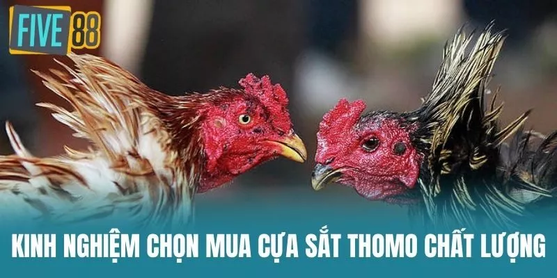Kinh Nghiệm Chọn Mua Cựa Sắt Thomo Chất Lượng