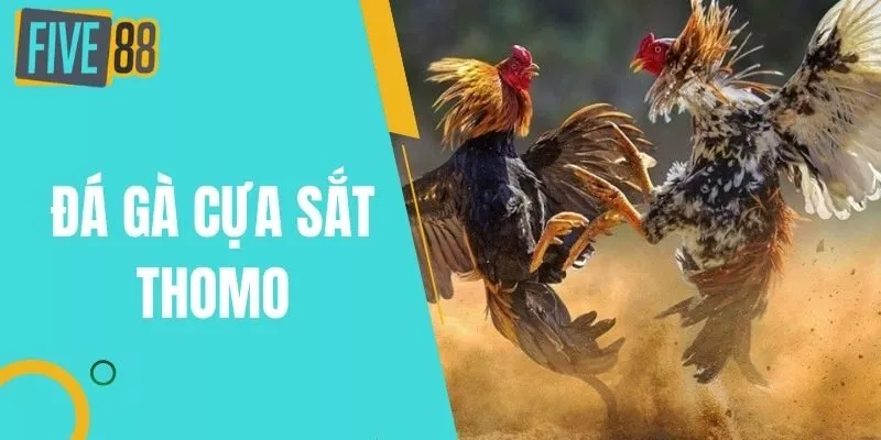 Đá Gà Cựa Sắt Thomo Trực Tiếp Tại Campuchia Hôm Nay