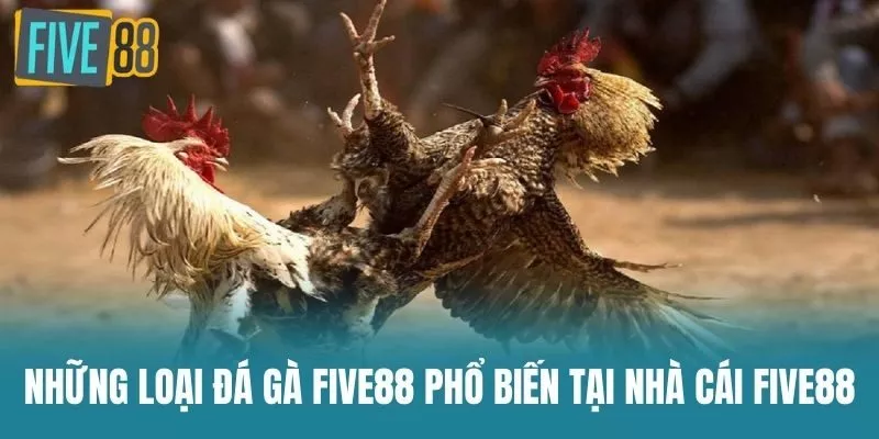 Những loại Đá Gà Five88 phổ biến tại nhà cái Five88