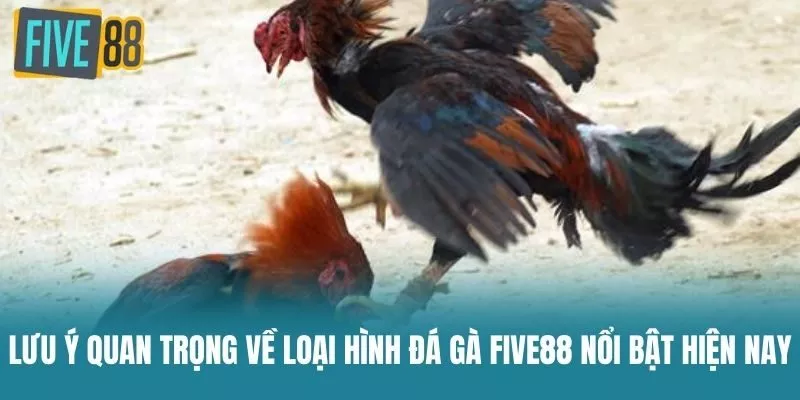 Lưu ý quan trọng về loại hình Đá Gà Five88 nổi bật hiện nay