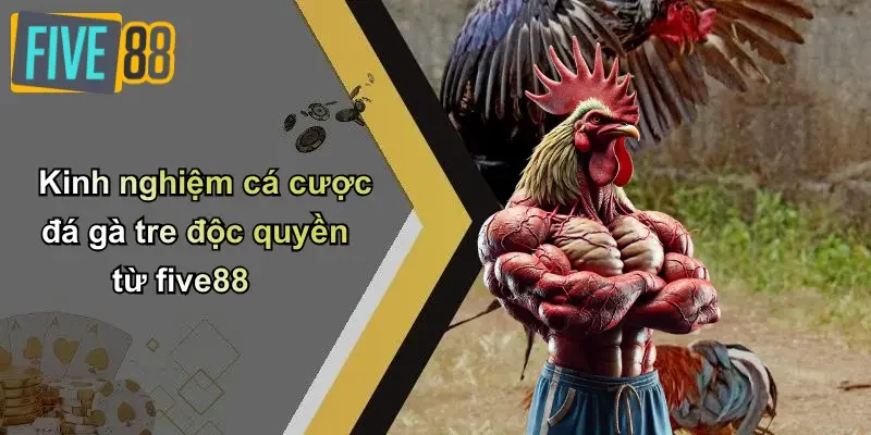 Kinh nghiệm cá cược đá gà tre độc quyền từ five88