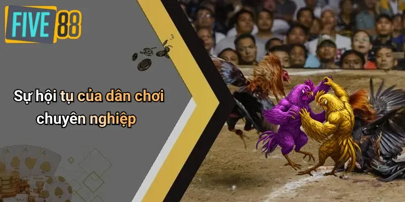 Sự hội tụ của dân chơi chuyên nghiệp